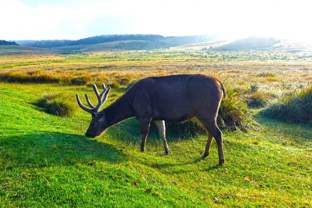 Horton Plains National Park
